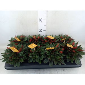 Peperomia caperata 'Rosso'