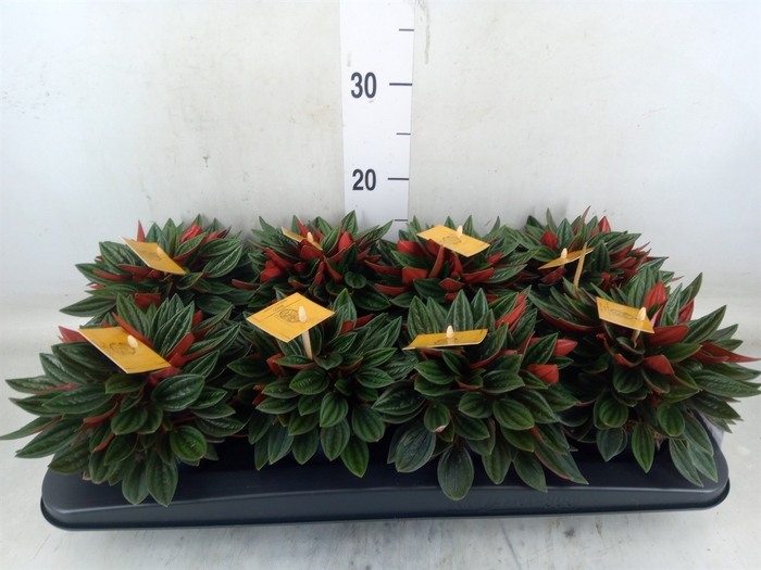 <h4>Peperomia caperata 'Rosso'</h4>