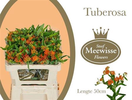 <h4>Ascl Tuberosa</h4>