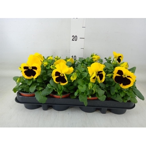 Viola wr. 'Colossus Yellow Blotch'