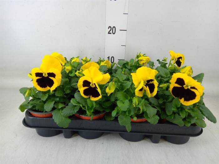 <h4>Viola wr. 'Colossus Yellow Blotch'</h4>