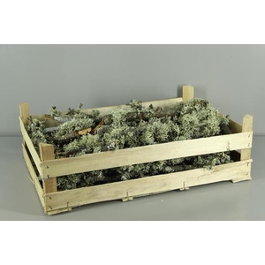 Branch Moss Natural Box