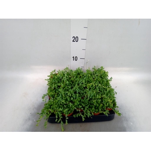 Senecio herreianus