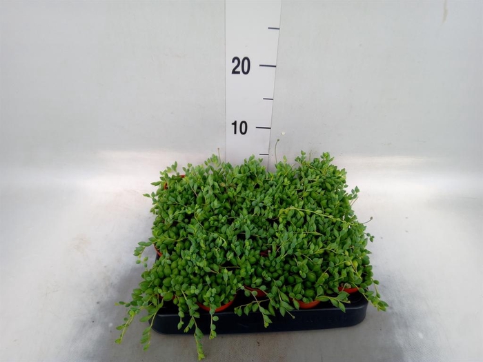 <h4>Senecio herreianus</h4>