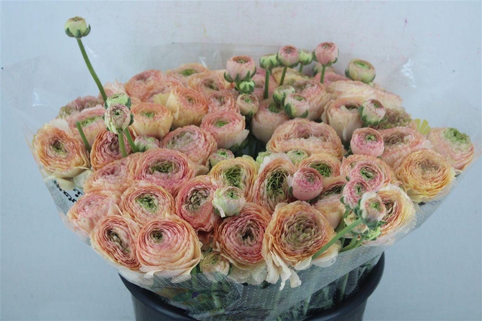 <h4>Ran Cloni Ex Touareg Pastel</h4>