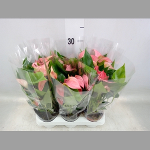 Anthurium  'Matata'