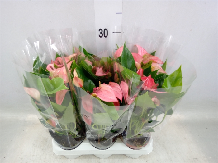 <h4>Anthurium  'Matata'</h4>