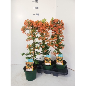 PYRAC ORANGE CHARMER
