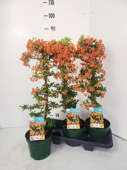 <h4>PYRAC ORANGE CHARMER</h4>