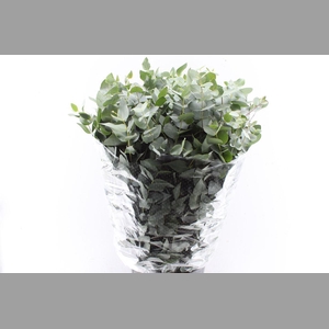 Euca Cinerea 400 Gram Extra Albenga