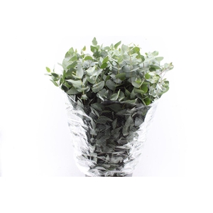 Euca Cinerea 400 Gram Extra Albenga