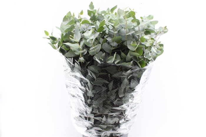 <h4>Euca Cinerea 400 Gram Extra Albenga</h4>