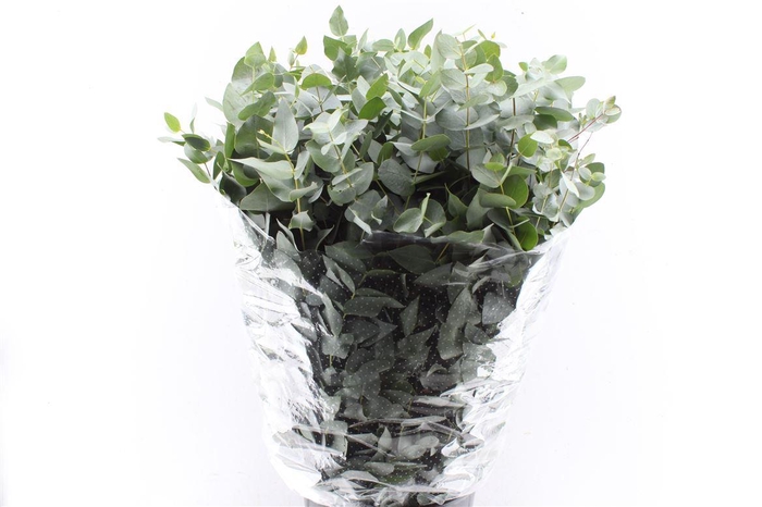 <h4>Euca Cinerea 400 Gram Extra Albenga</h4>