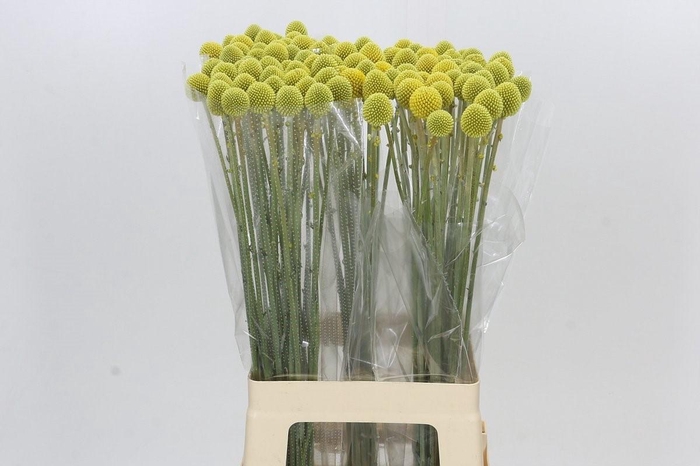 <h4>Craspedia Globosa Paintball Globe</h4>