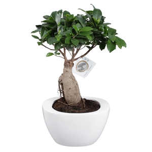 Ficus Mi Ginseng Keramiek Folded