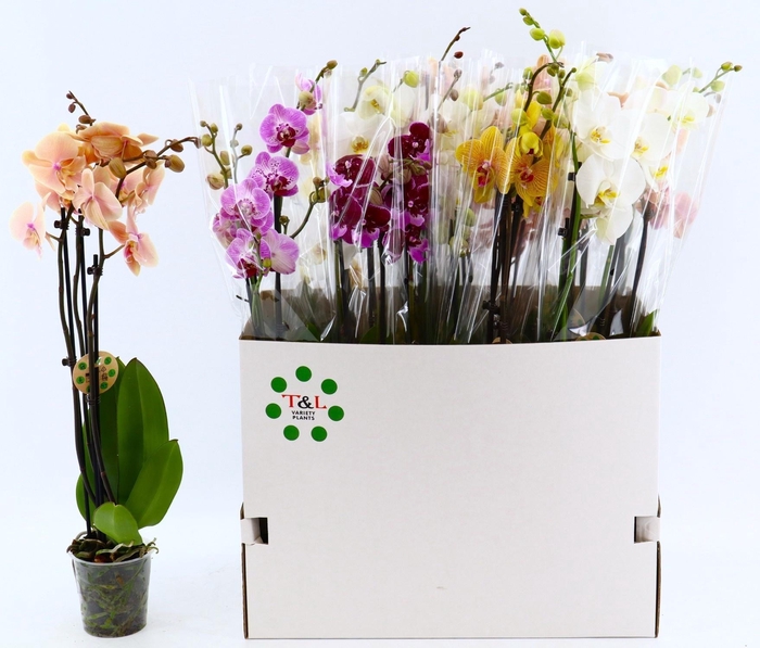 <h4>PHAL GEM 8 KL</h4>
