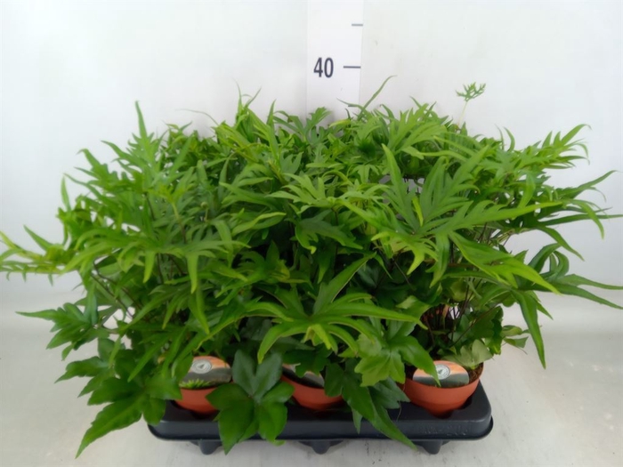 <h4>Doryopteris pedata</h4>