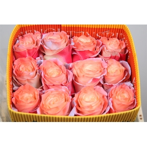 R Gr Pop Pink Neo Ec