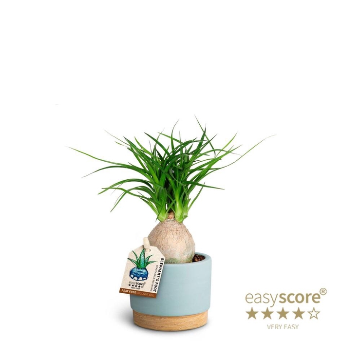 <h4>BEAUCARNEA RECURVATA P7 WB BLUE</h4>