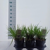 Pennisetum alopecuroides