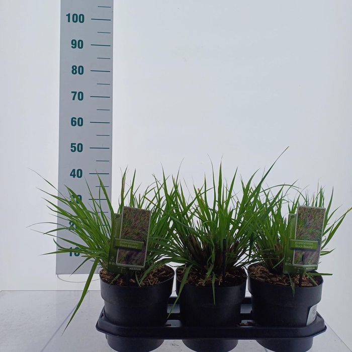 Pennisetum alopecuroides