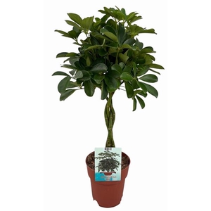 Schefflera arboricola 'Compacta'