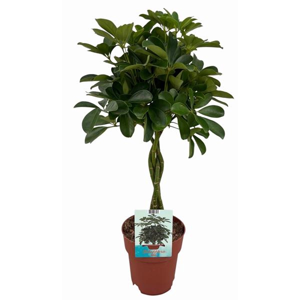 <h4>Schefflera Compacta gevlochten stam (Peat Free / Veenvrij)</h4>