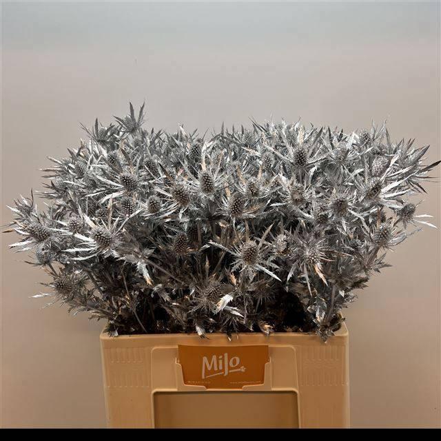 <h4>ERYN PL OV KLB H%</h4>