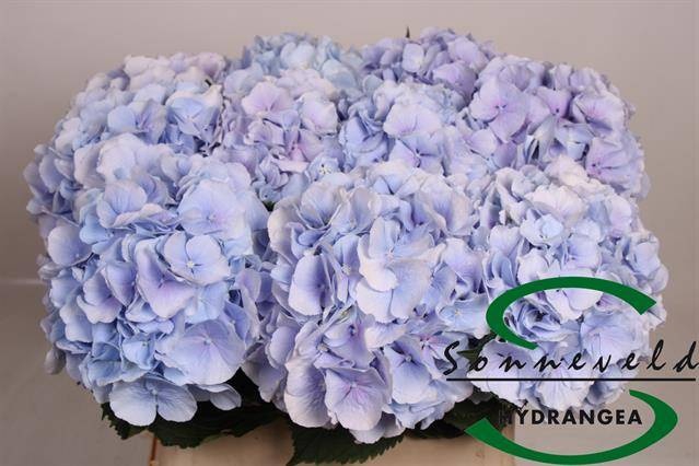<h4>HYDR M CH VERENA BL</h4>