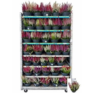 CALLU BL  QUATTRO G