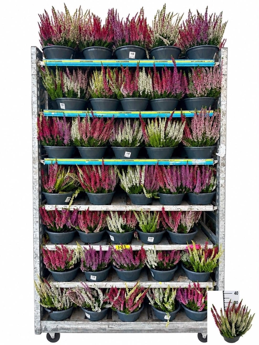<h4>CALLU BL QUATTRO G</h4>