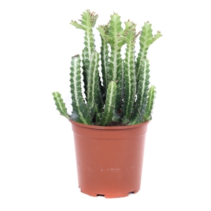 Euphorbia lactea 21 cm