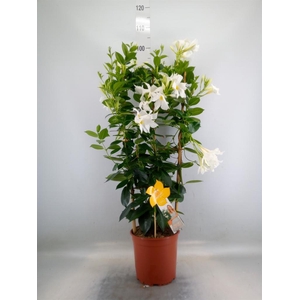 Mandevilla sand. 'SumStar White'