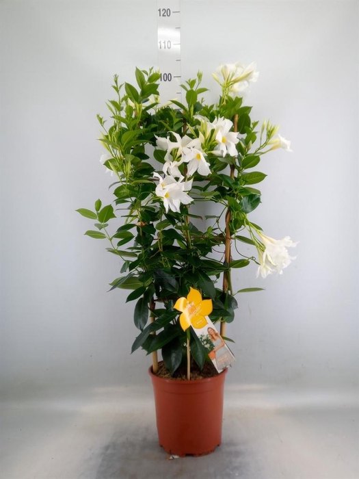 <h4>Mandevilla sand. 'SumStar White'</h4>