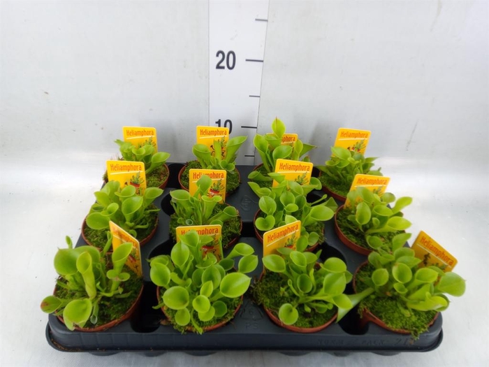 <h4>Vleesetende planten</h4>