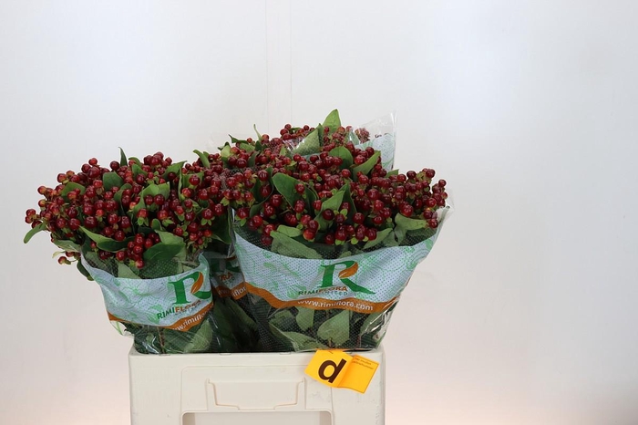 <h4>Hypericum Magical Cherry Brown</h4>