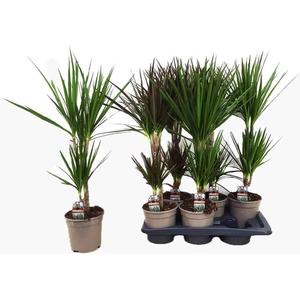 Dracaena mix 17Ø 75cm 2pp
