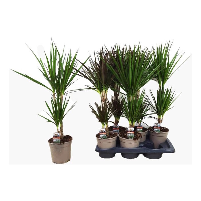 <h4>Dracaena mix 17Ø 75cm 2pp</h4>