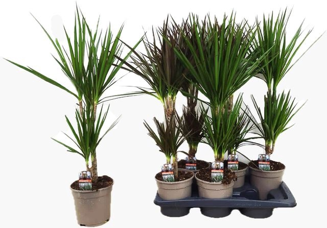 Dracaena mix 17Ø 75cm 2pp