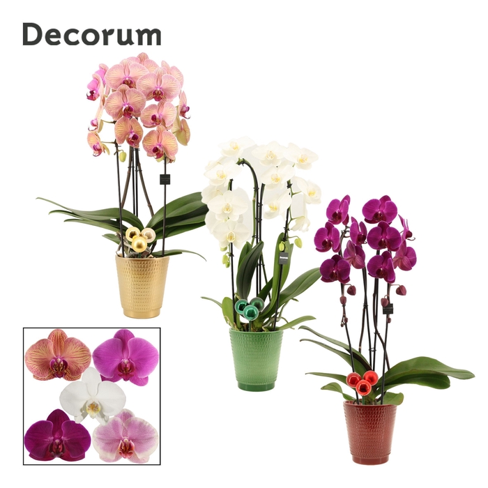 <h4>Phalaenopsis cascade 2 tak mix in Mariah met kerstballen bijstek</h4>