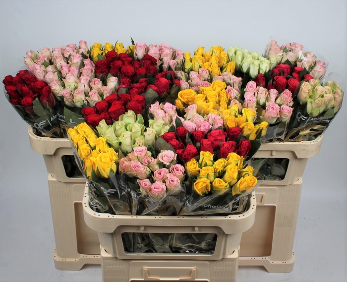 <h4>R KL GEM IN FUST</h4>