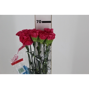 CRAVO FAUSTO 070 CM PINK