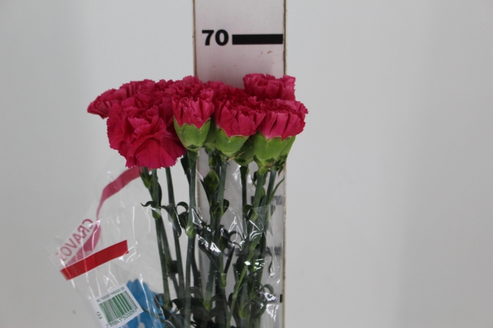 CRAVO FAUSTO 070 CM PINK