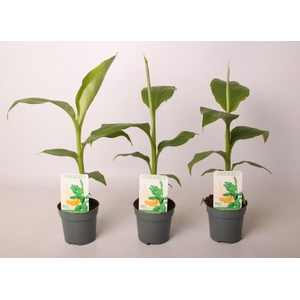 Musa Basjoo 10,5 cm