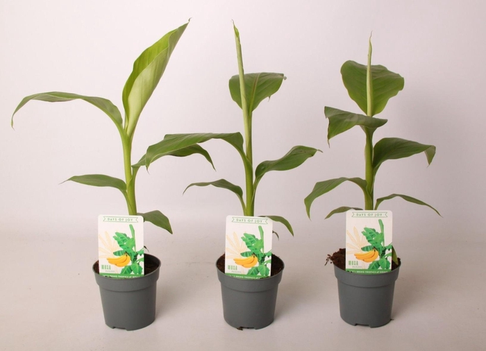 <h4>Musa Basjoo 10,5 cm</h4>