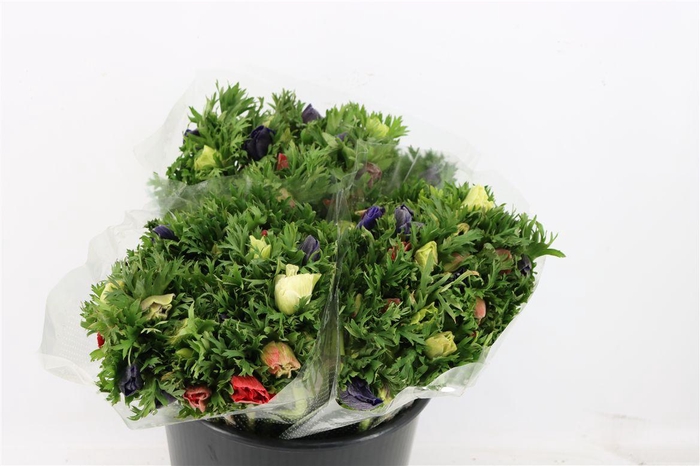 <h4>Anem Marianne Mixed</h4>