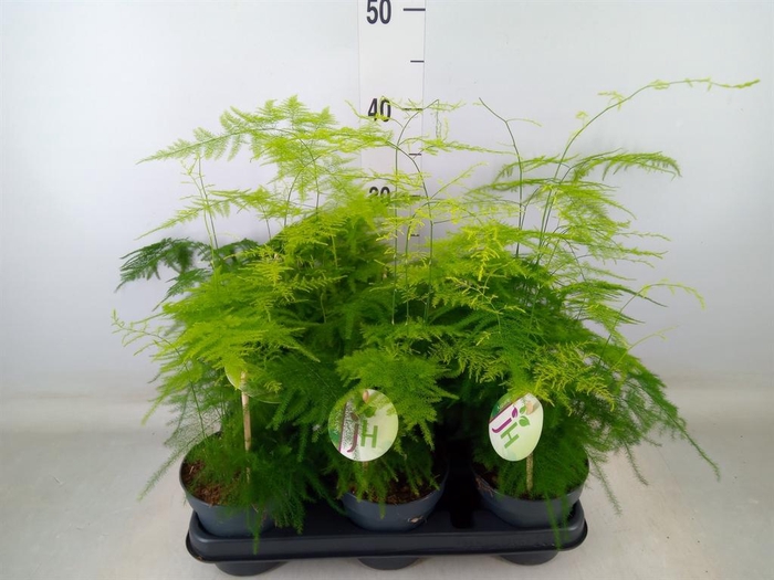 <h4>Asparagus setaceus</h4>