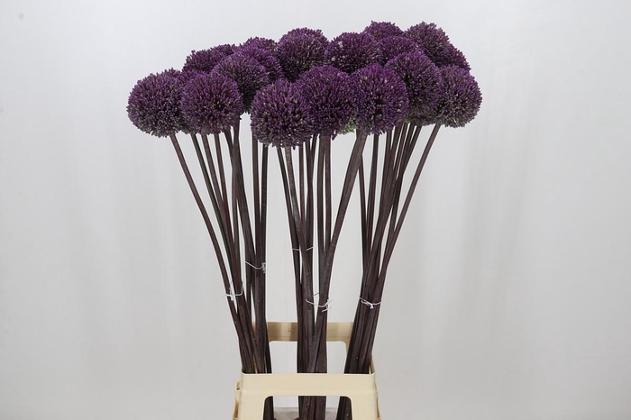 <h4>Allium Summer Drummer</h4>