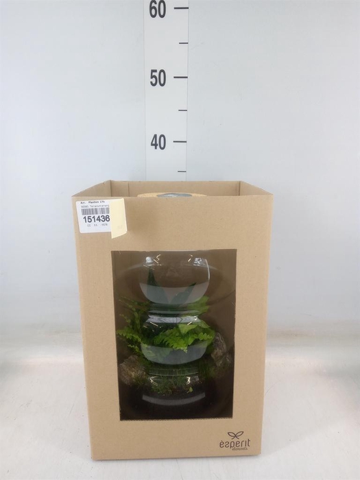 <h4>Arr.    Planten  L%</h4>