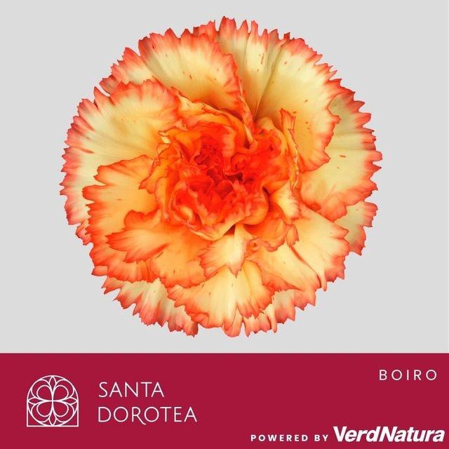 <h4>DI ST BOIRO</h4>